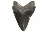 Fossil Megalodon Tooth - South Carolina #321337-1